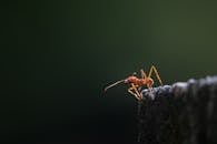 Close-Up Shot of an Ant