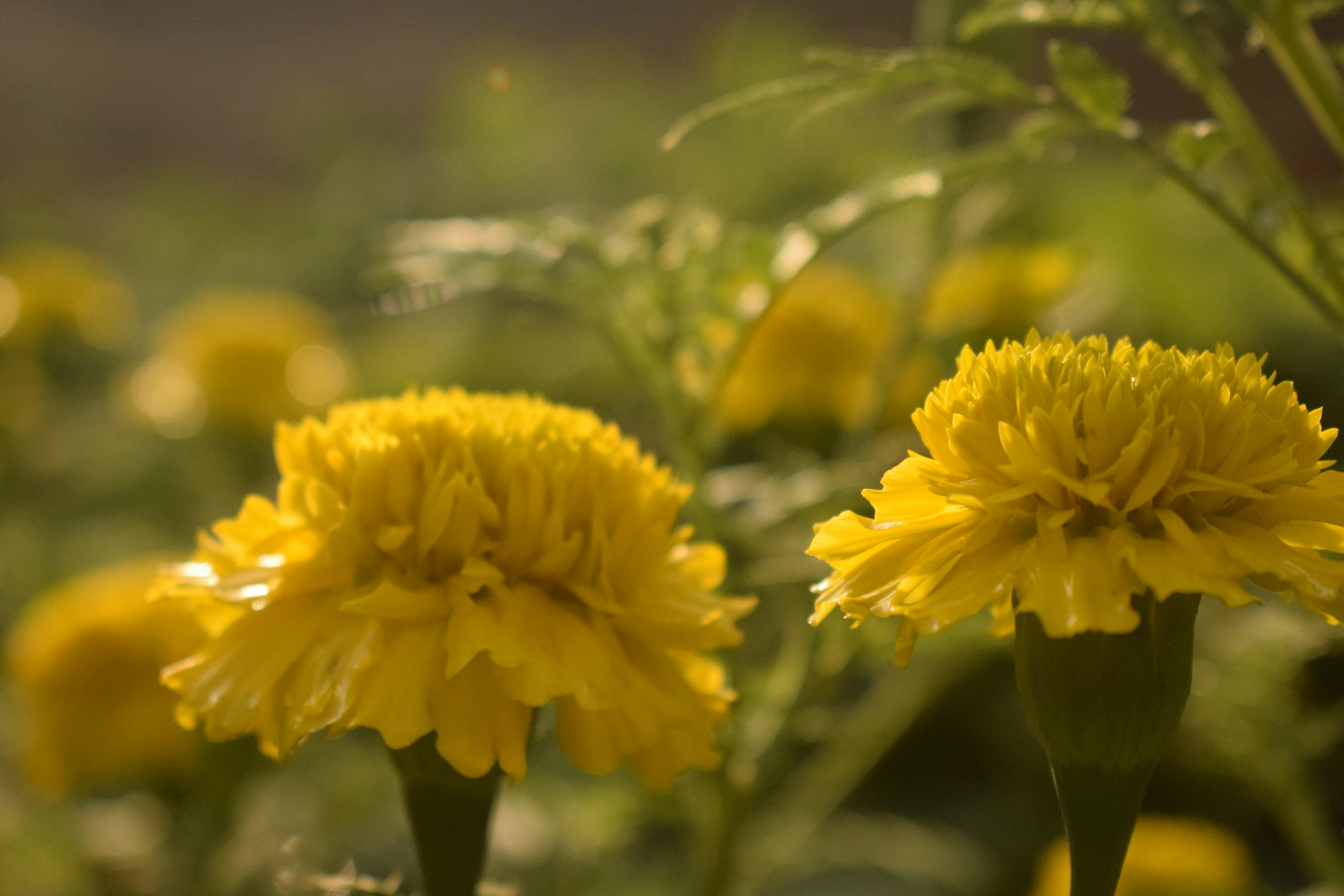 Free stock photo of golden yellow, noedit, yellow flowers
