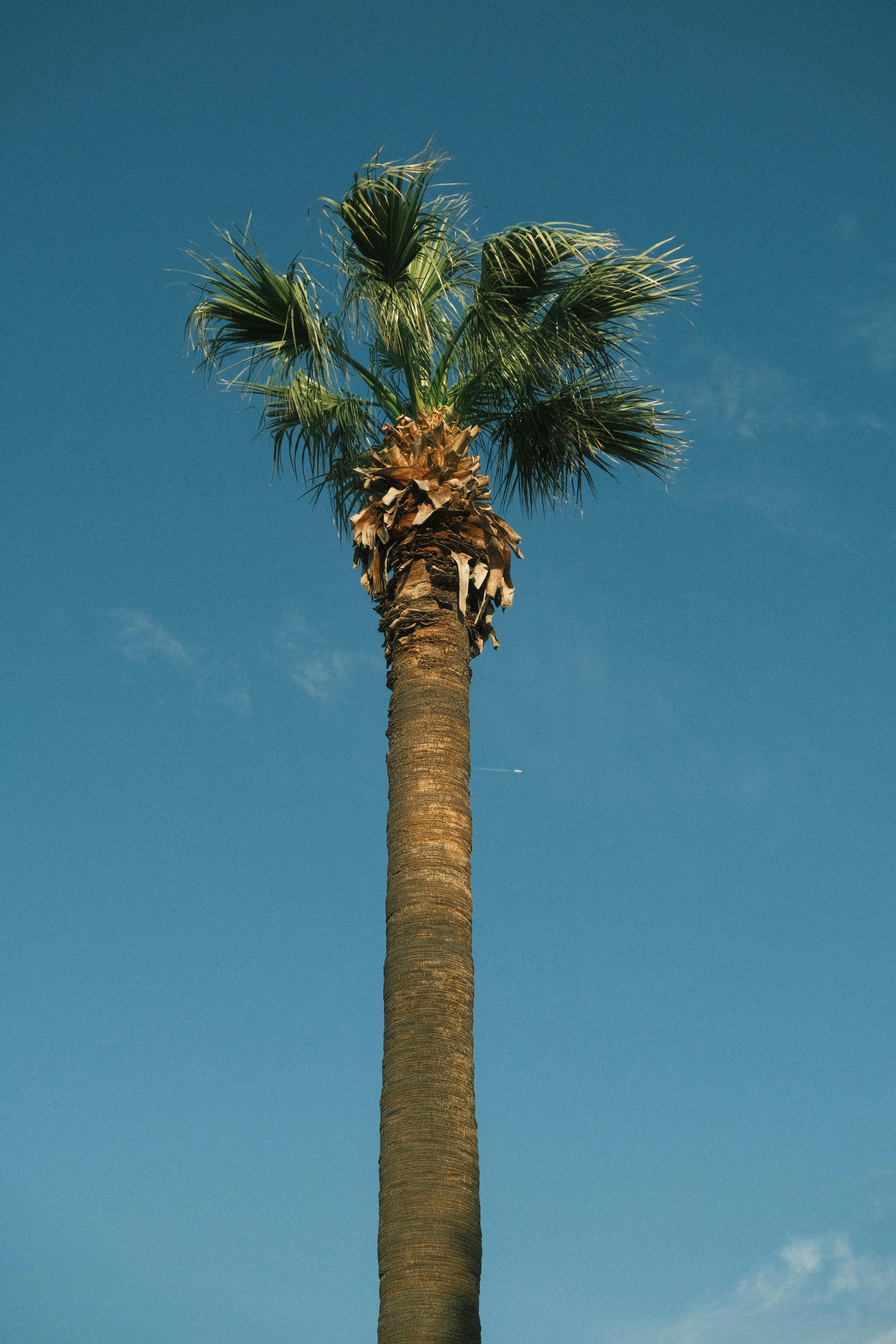 A tall palm tree stands majestically against a clear blue sky, symbolizing tropical serenity.