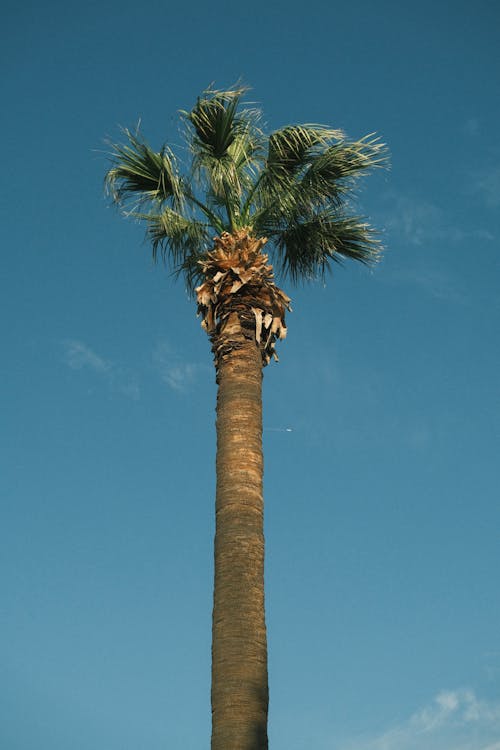 垂直拍摄, 棕櫚樹, 樹幹 的 免费素材图片