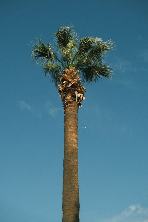 Free A tall palm tree stands majestically against a clear blue sky, symbolizing tropical serenity. Stock Photo