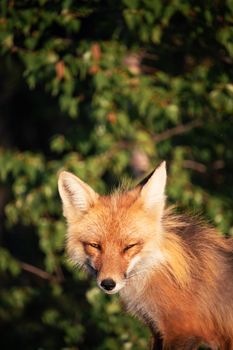 Close-up portrait of a red fox in Yellowknife, Canada, amidst lush greenery.