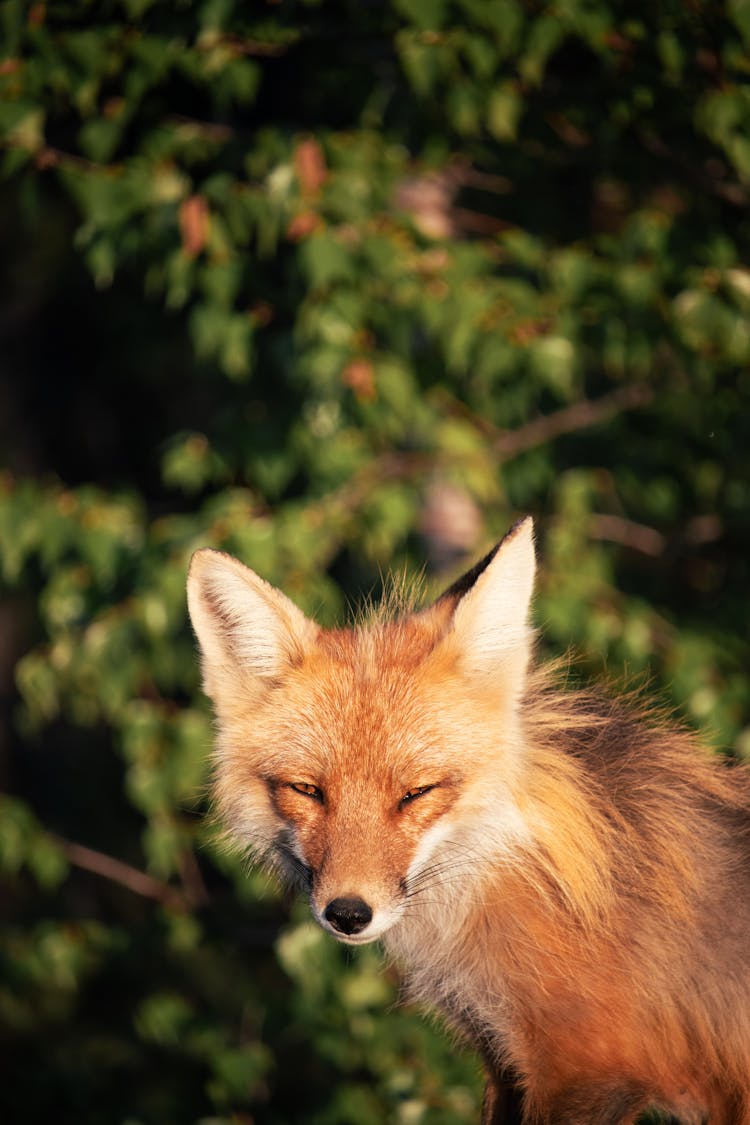 Portrait Of Fox