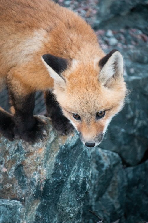 Free Captivating close-up of a young red fox (Vulpes vulpes) exploring rocky terrain with focused gaze. Stock Photo