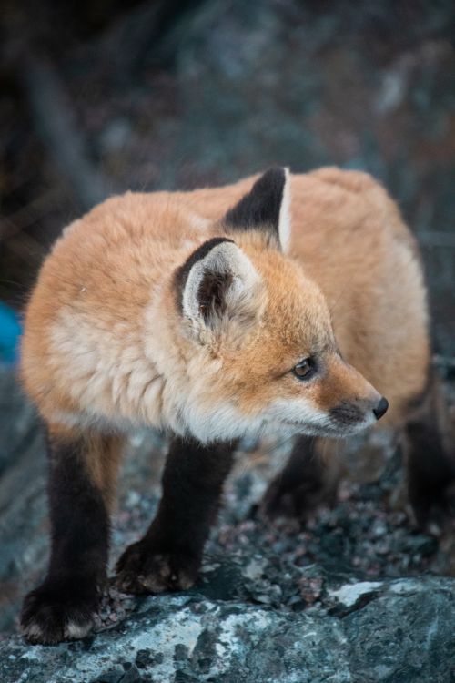 Free Close-up of a young red fox cub standing on rocks in the wild. Stock Photo