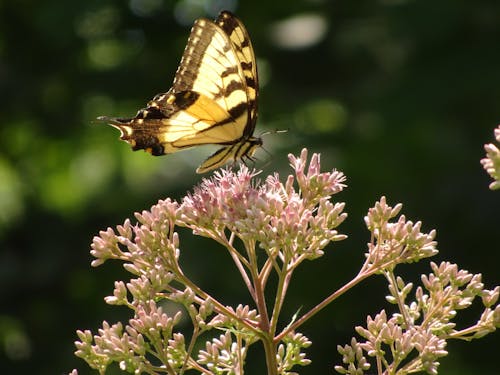 Close-Up Shot of a Butterfly Perched on a Flower