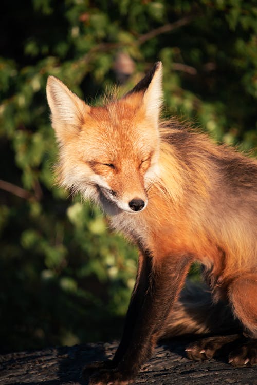 Portrait of Red Fox in Wild Nature