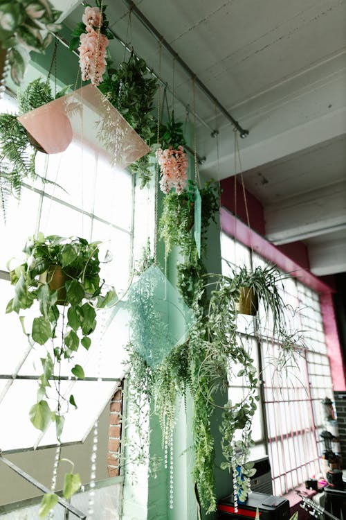 bitkiler, camlar, dar açılı çekim içeren Ücretsiz stok fotoğraf