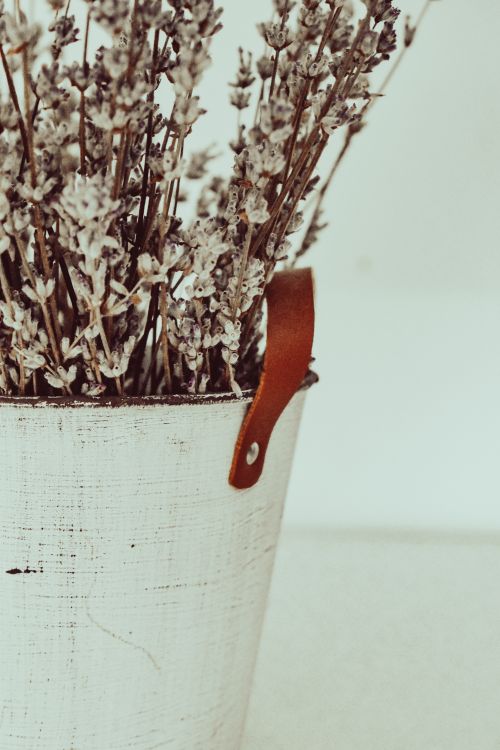 Free Aesthetic close-up of a rustic white bucket full of dried lavender, perfect for decor. Stock Photo