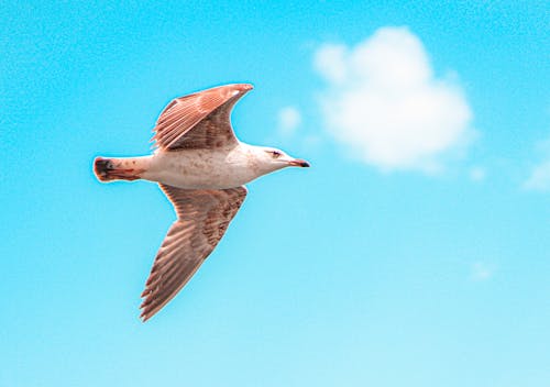 Foto profissional grátis de gaivota
