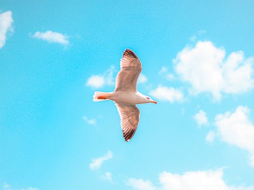 Foto profissional grátis de gaivota