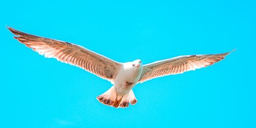 Foto profissional grátis de gaivota