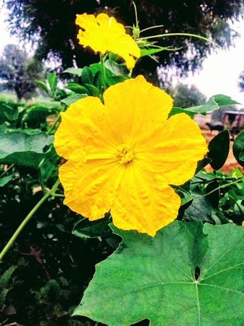 Ingyenes stockfotó sárga, sárga virág, sötétzöld témában