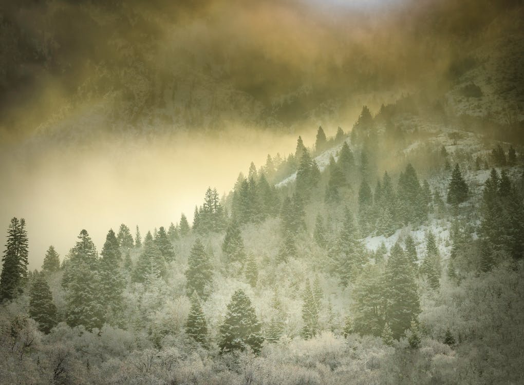 Bukit Berkabut Dengan Pepohonan Hijau Dan Putih