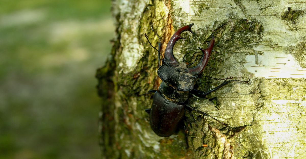 Stag Beetle on Tree Trunk · Free Stock Photo