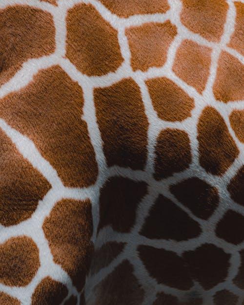 Free Close-up of Giraffe Body Skin Fur Stock Photo