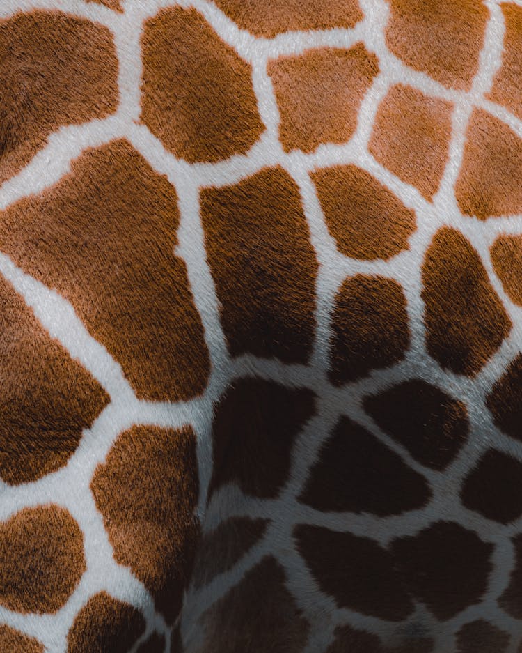 Close-up Of Giraffe Body Skin Fur