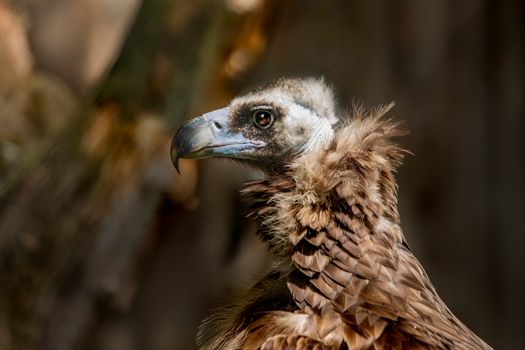 A Close-Up Shot of a Cinereous Vulture