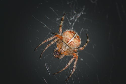 Close Up Shot of a Spider