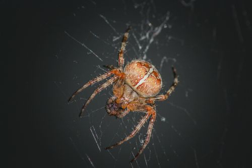 Free Detailed close-up of a Garden Spider (Araneus Diadematus) on its web photographed in France. Stock Photo