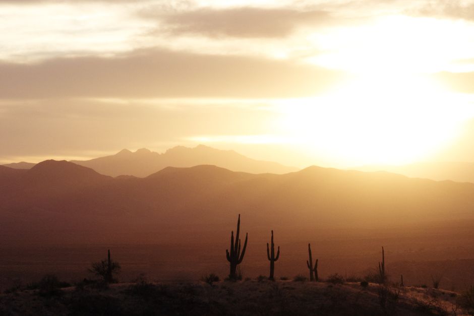 Silhouette of saguaro cactus at sunset in the Sonoran Desert — the natural habitat of Incilius alvarius, the toad whose secretions contain 5-MeO-DMT