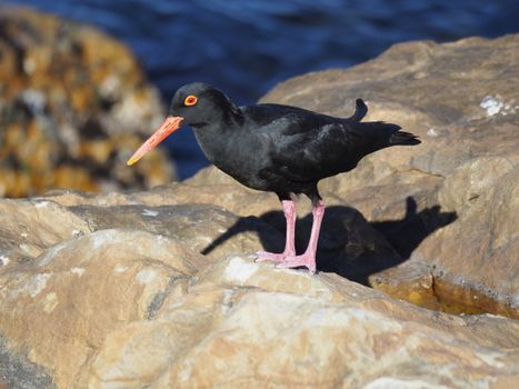 Sooty Oystercatcher standing on rocky shore with ocean in background.