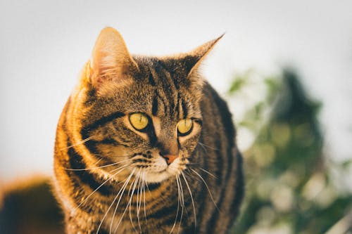 Close-Up Shot of a Tabby Cat 
