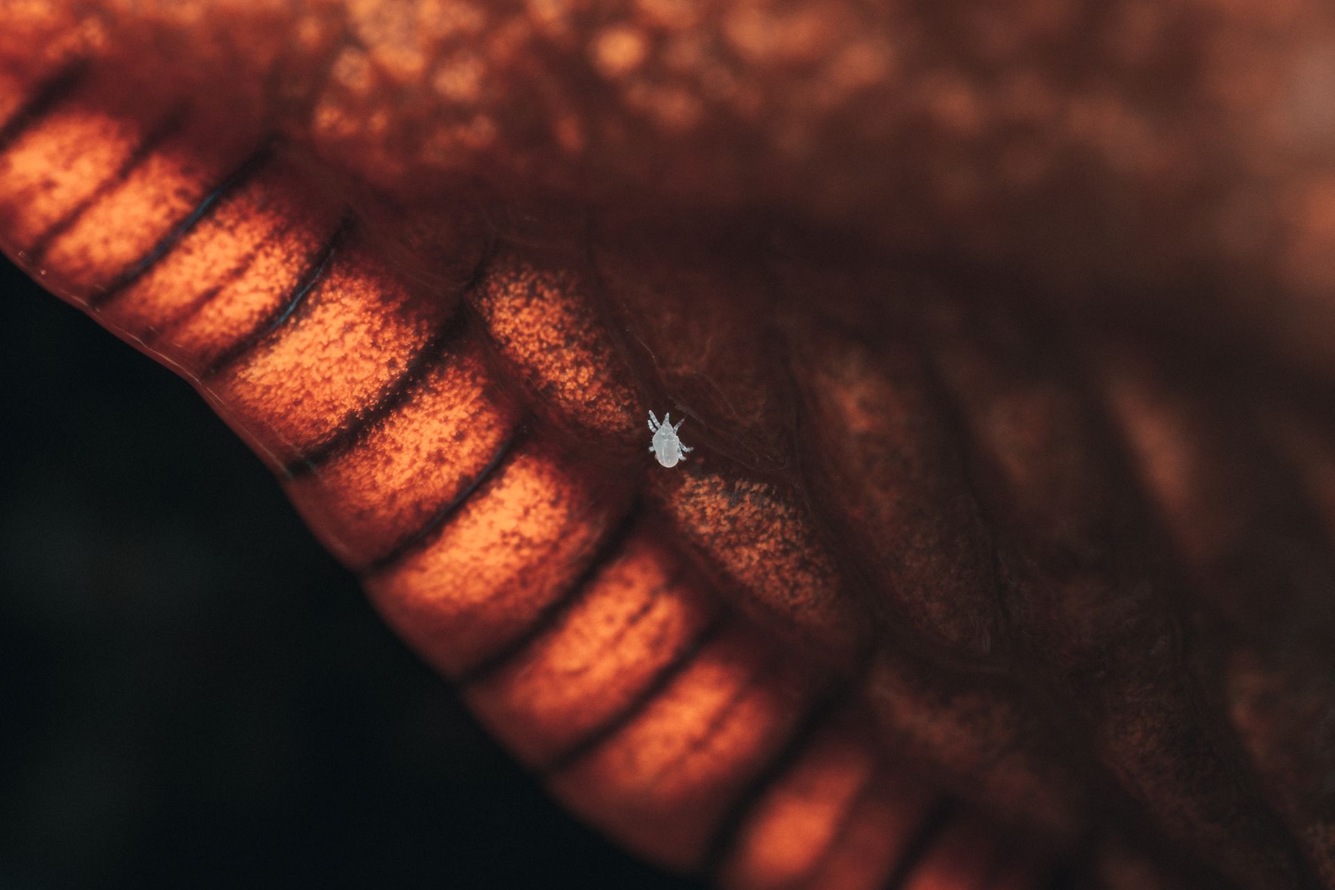 Slug Mite in Close Up Shot
