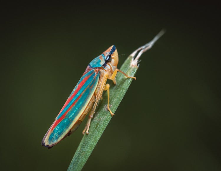 Leafhopper On Blade Of Grass