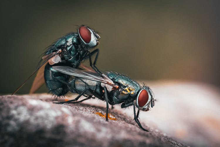 Close Up Shot Of Flies