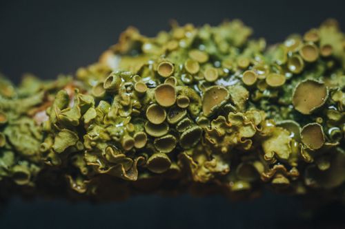 Free Detailed macro shot of vibrant green lichen displaying intricate textures. Stock Photo