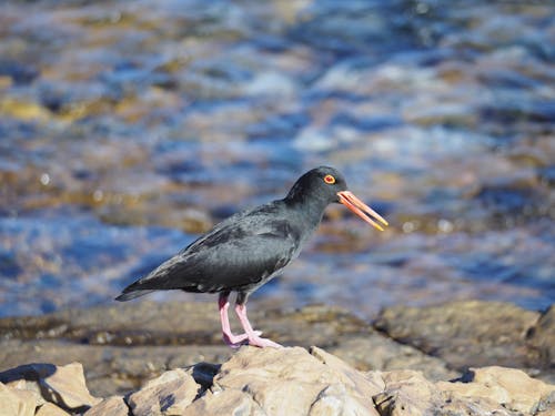 Бесплатное стоковое фото с берег, водоплавающая птица, Кейптаун