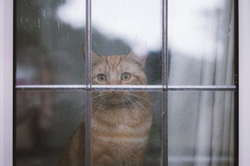 A Tabby Cat Through a Window 