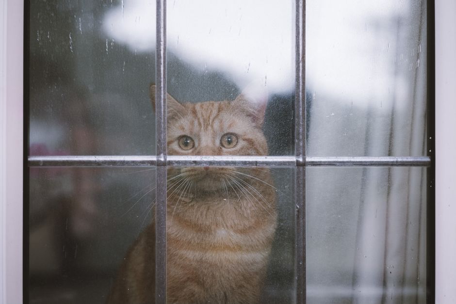 Orange tabby cat looking out through a rain-covered window