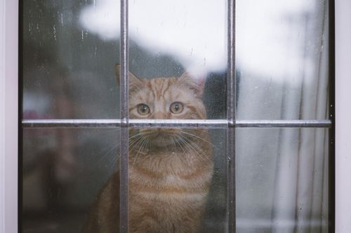 Free A curious tabby cat stares through a rain-covered window indoors, capturing a moment of peaceful observation. Stock Photo