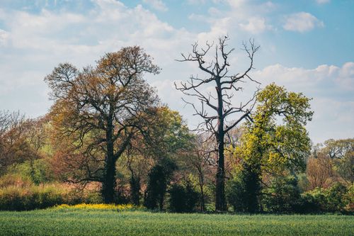 Free Peaceful spring landscape with diverse trees against a bright blue sky, showcasing natural beauty. Stock Photo