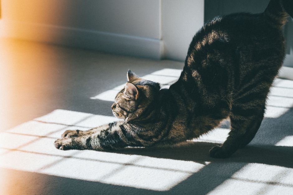 A tabby cat stretches in a sunlit room with a cozy and warm atmosphere.