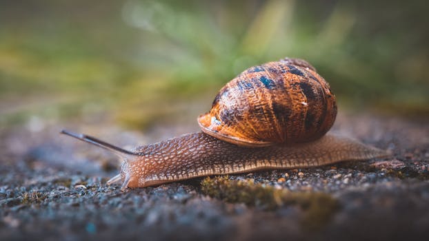 Detailed image of a garden snail crawling on mossy ground outdoors.
