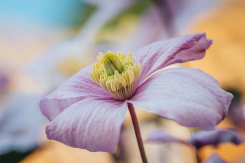 Free Summer Flower in Bloom Colourful Stock Photo