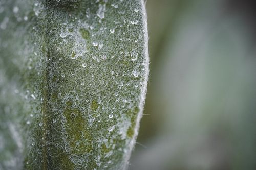 Free Close Up of Green Leaf Texture Stock Photo