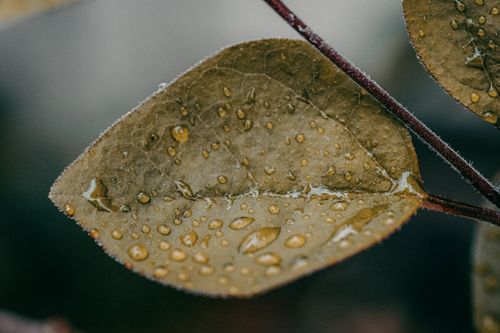 Free Leaf with Rain Droplets Stock Photo