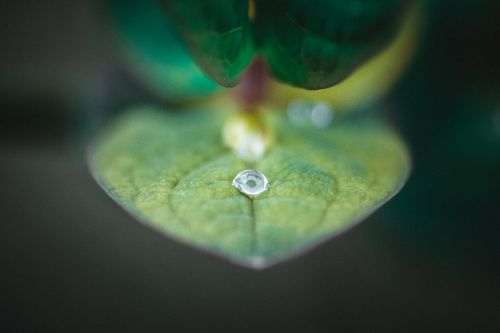 Free Water Droplet on Flat Green Leaf Stock Photo