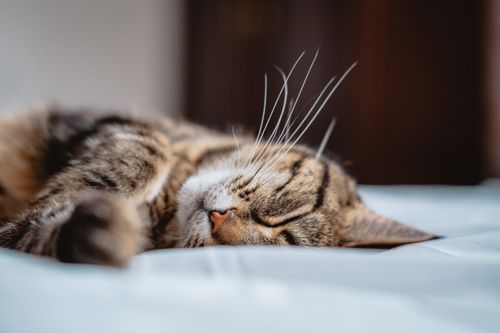 Free Close-up of a peaceful tabby cat sleeping indoors, showcasing its whiskers. Stock Photo