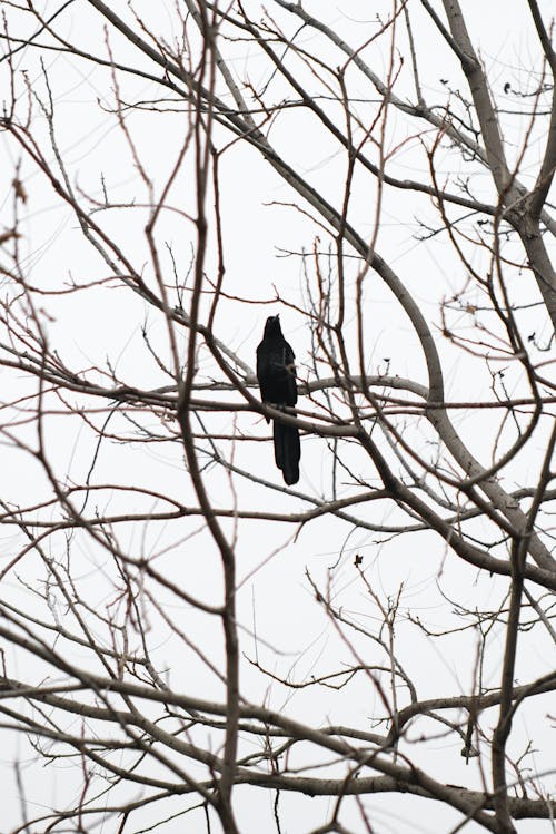 Black Bird on Brown Tree Branch