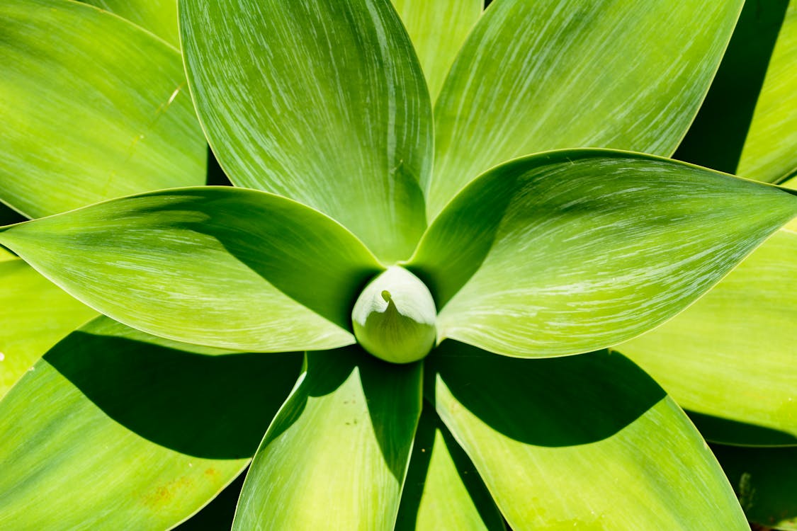 Green Leaves in Close Up Shot