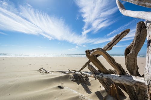 Sand Dunes and Dry Branch on Desert