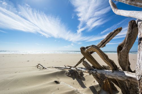 Free Beautiful Oregon coastal beach with striking driftwood and clear blue sky, perfect for travel use. Stock Photo