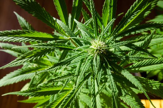 Detailed view of a cannabis plant in sunlight, showcasing vibrant green leaves and natural growth.