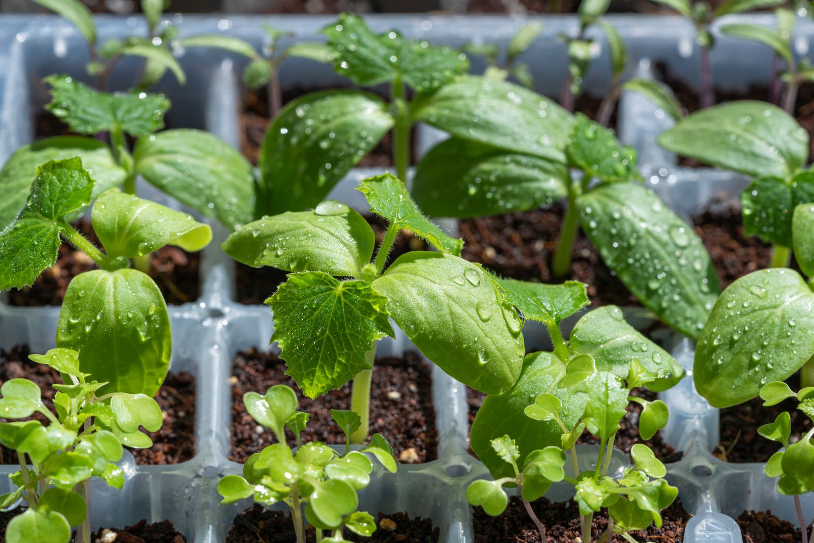 Spring Into Home Growing: The Ultimate Guide to Growing Cannabis in Spring