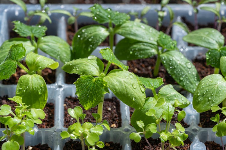 Close Up Shot Of Seedlings